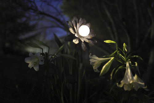 Budget 💯 Patriot Lighting® Solar Integrated LED Galvanized Flower Landscape Light ⭐ 5 Budget 💯 Patriot Lighting® Solar Integrated LED Galvanized Flower Landscape Light ⭐ - Image 3