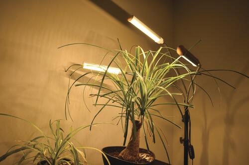 Cheap 👍 Patriot Lighting® Tripod 3 Light LED Grow Light 🔥 11 Cheap 👍 Patriot Lighting® Tripod 3 Light LED Grow Light 🔥 - Image 9